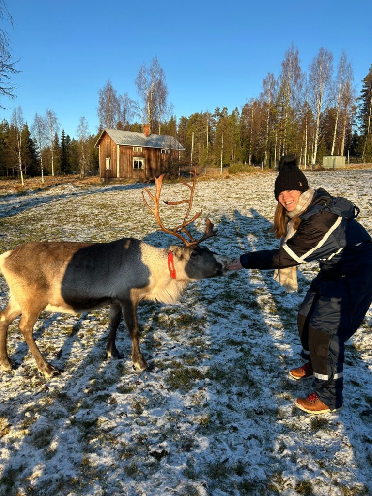 feedingreindeer